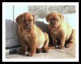 /album/galleria-foto-galleria-fotografica-dogue-de-bordeaux/a09-cuccioli-jpg/