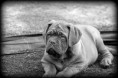 /album/galleria-foto-galleria-fotografica-dogue-de-bordeaux/a10-corto1-jpg/